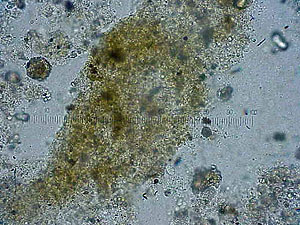 close up on algae cells