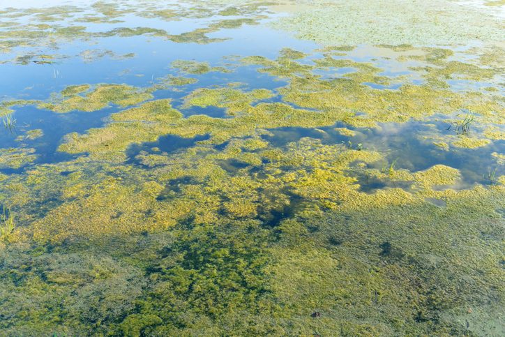 Cooling Tower Algae- Problems & Solutions - Chardon Labs